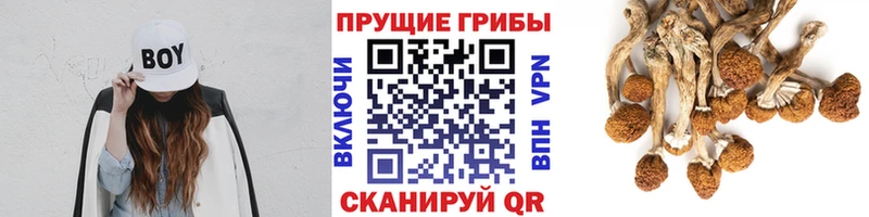 Купить закладки  Севастополь  Псилоцибиновые грибы мухоморы 